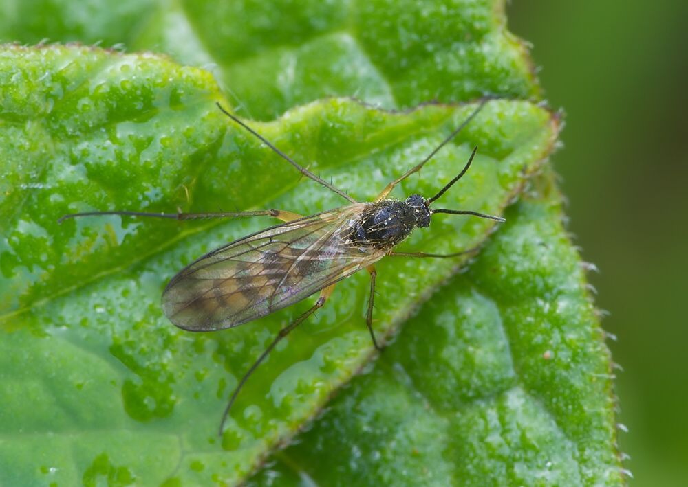 Synapha fasciata