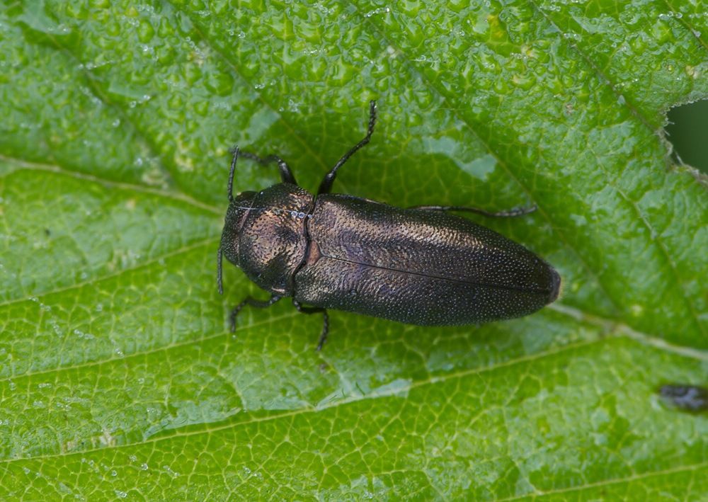 Coraebus elatus