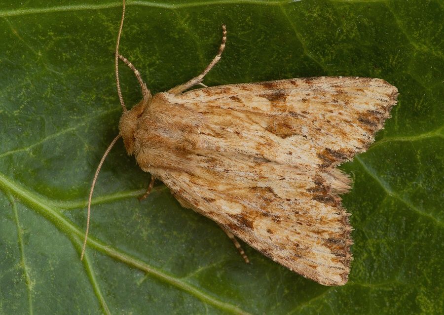 Apamea sublustris
