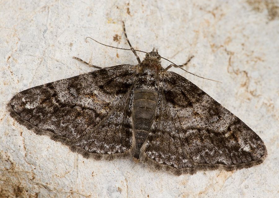 Cleora cinctaria