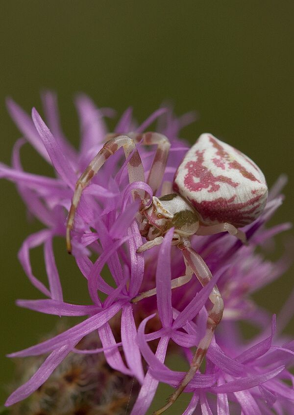 Thomisus onustus