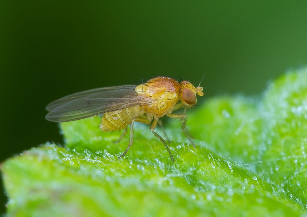 Meiosimyza laeta