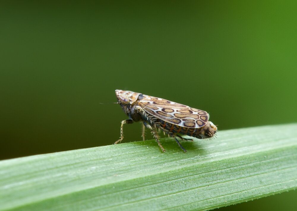 Jassargus sp.