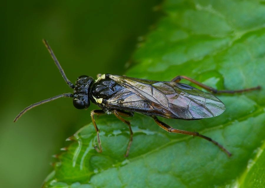 Aglaostigma aucupariae