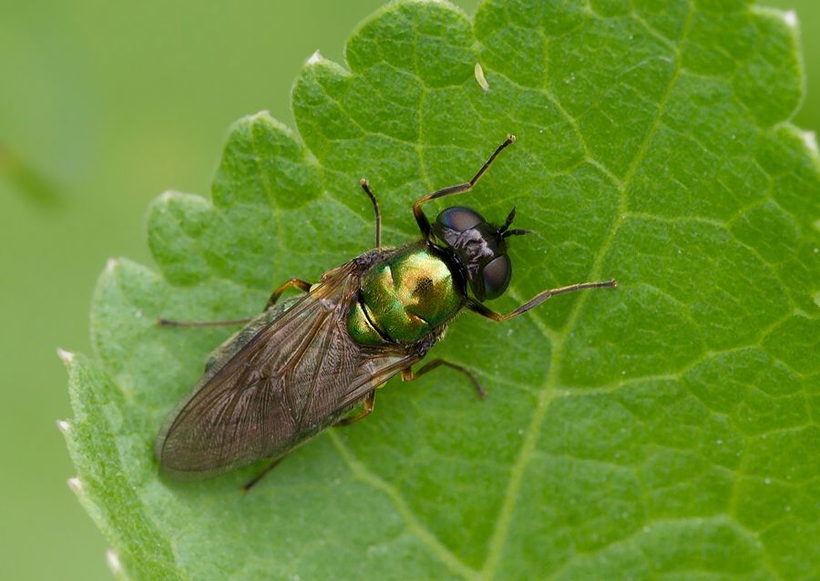Chloromyia formosa