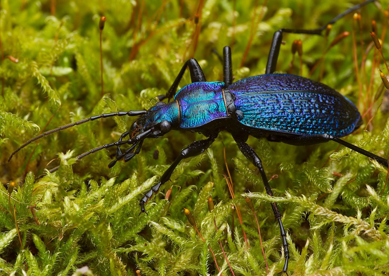 Carabus intricatus
