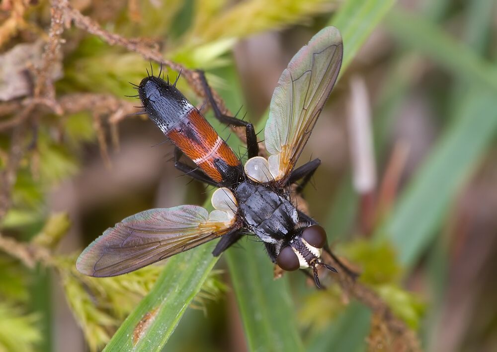 Cylindromyia pilipes