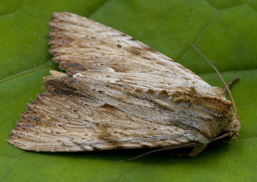 Apamea lithoxylaea