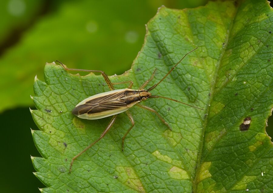 Stenodema holsata