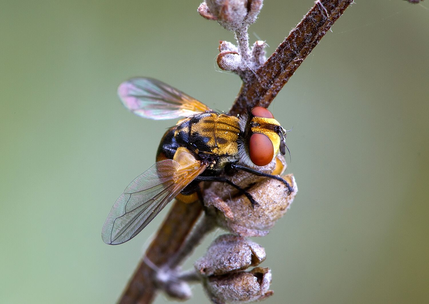 Gymnosoma dolycoridis