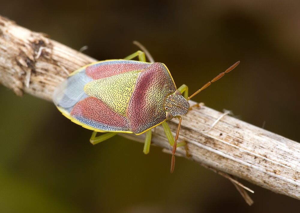 Piezodorus lituratus
