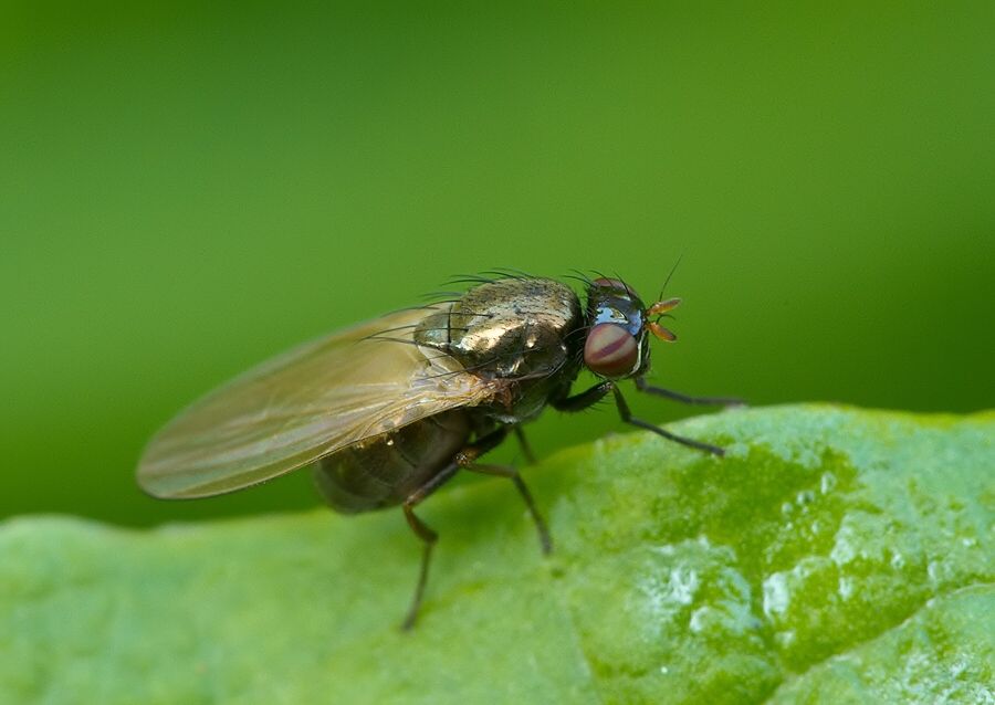Calliopum aeneum cf.