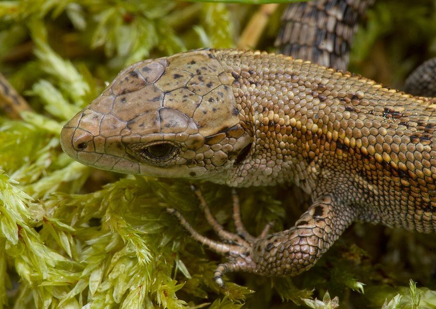 Zootoca vivipara