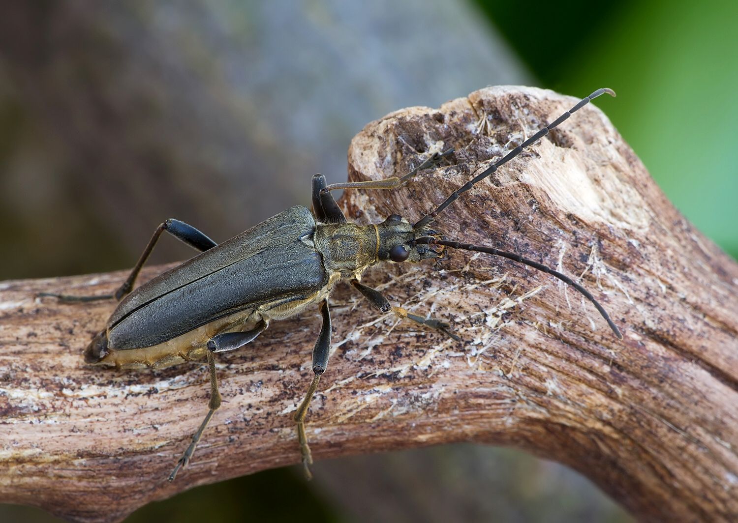 Stenocorus meridianus