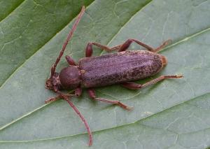 Trichoferus campestris