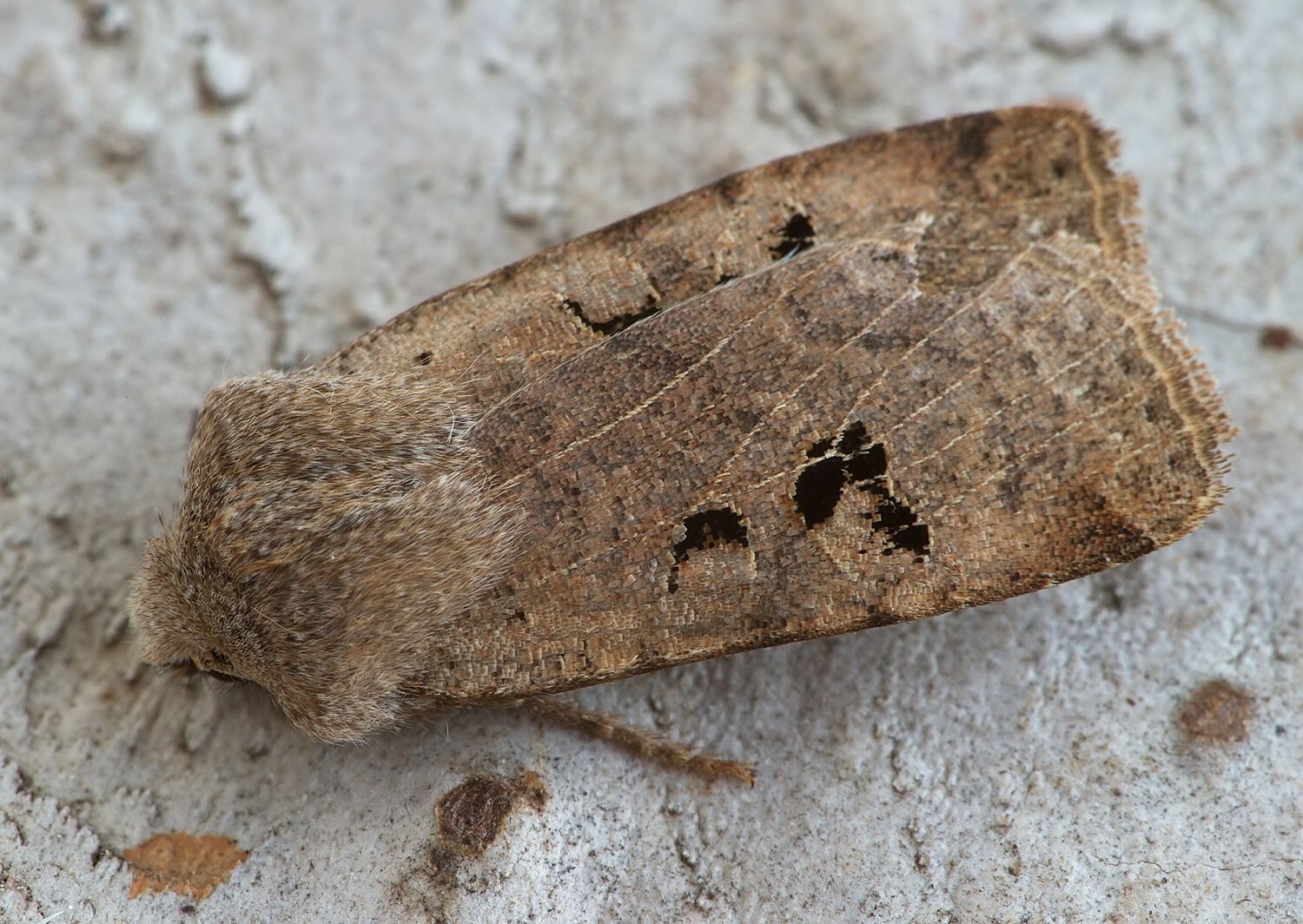 Conistra rubiginosa