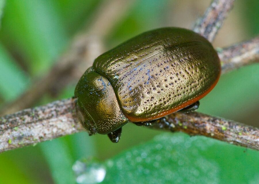 Chrysolina marginata
