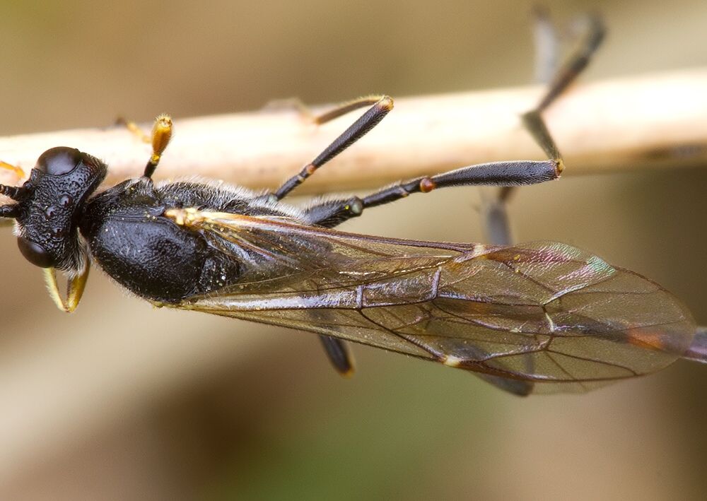 Agrypon sp.