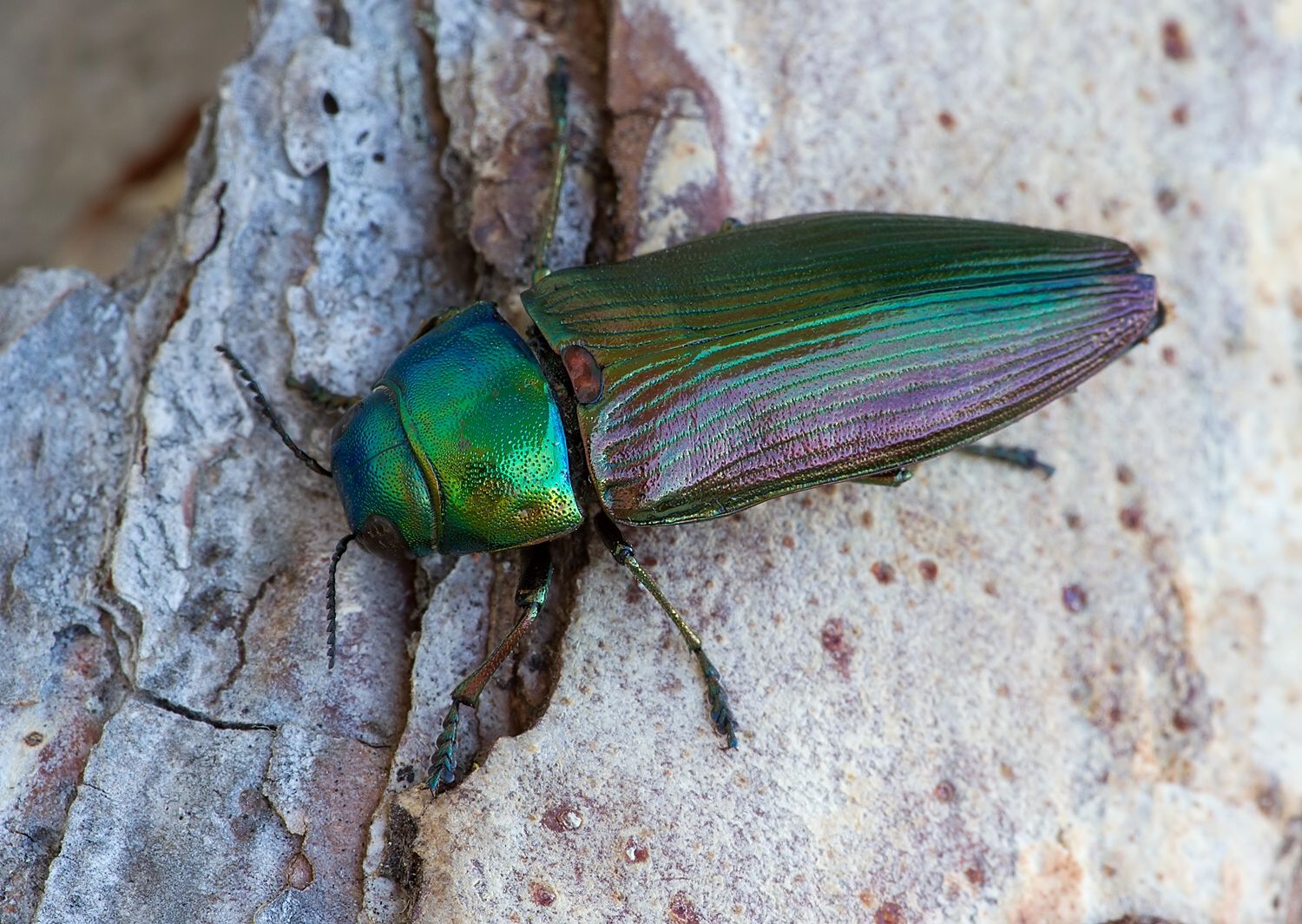 Eurythyrea austriaca