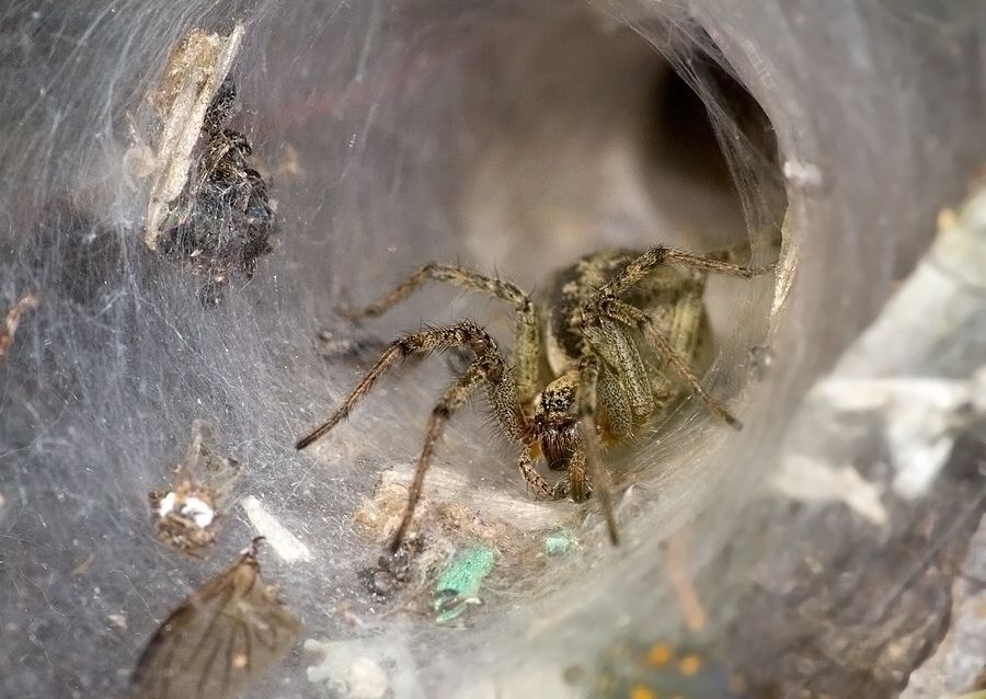 Agelena labyrinthica