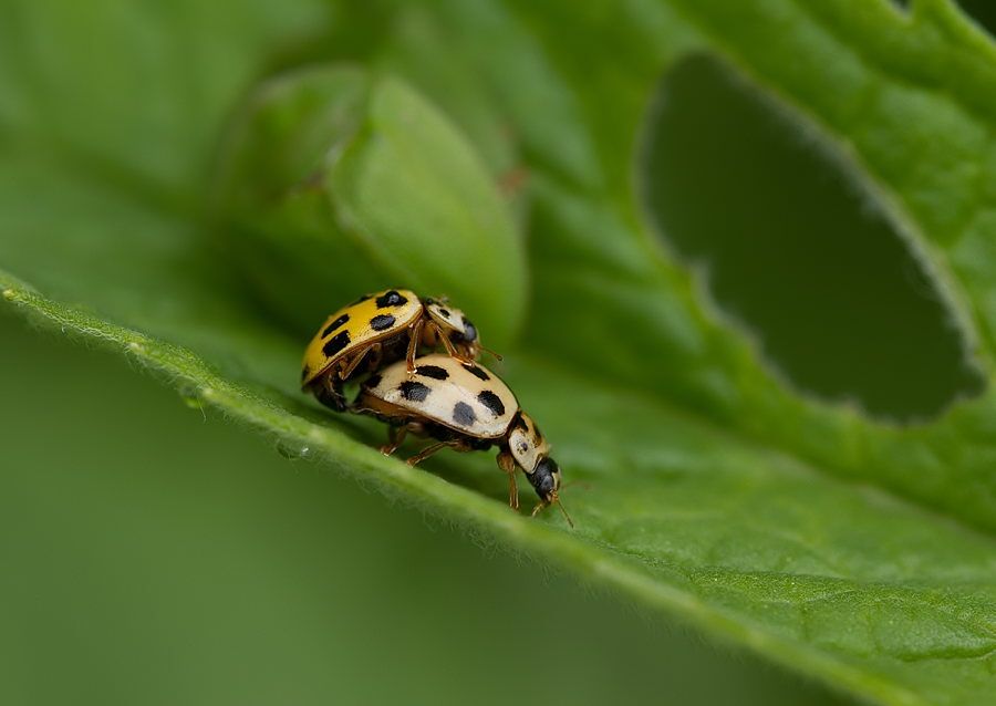 Propylea quatuordecimpunctata