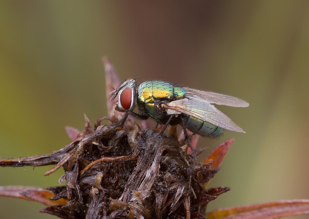 Lucilia silvarum