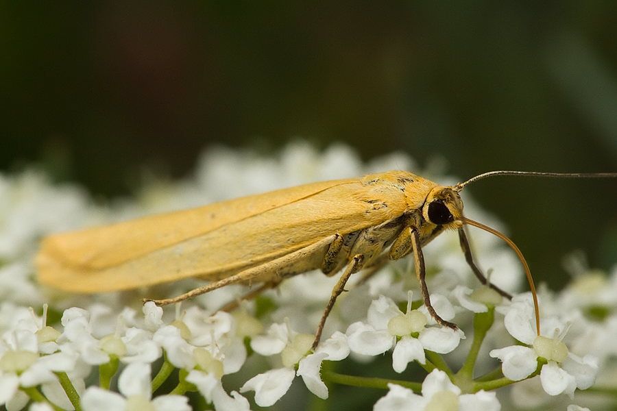 Eilema lutarella