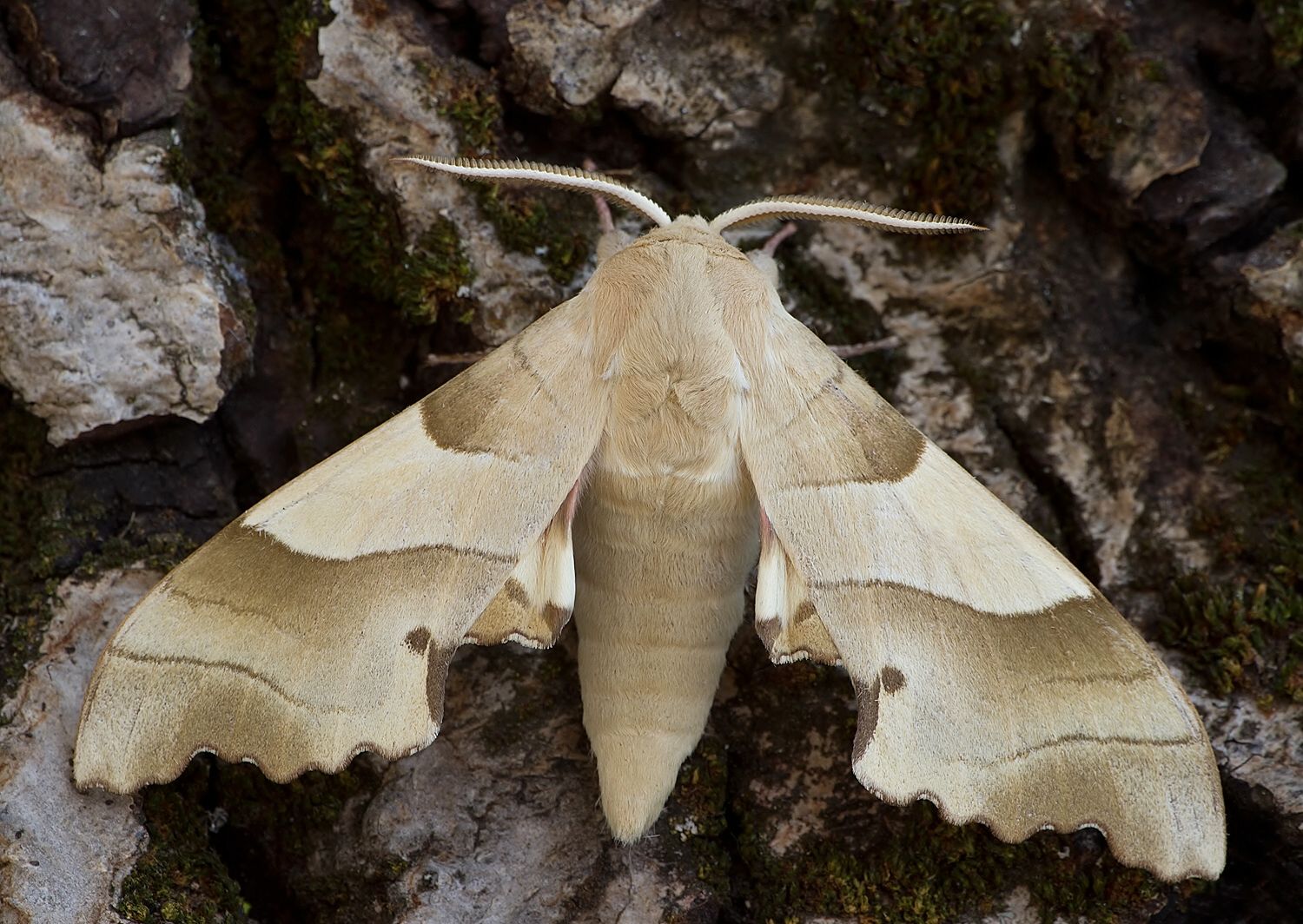 Marumba quercus