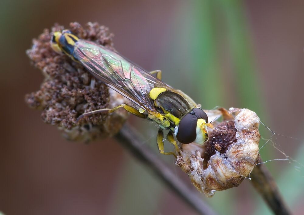 Sphaerophoria scripta