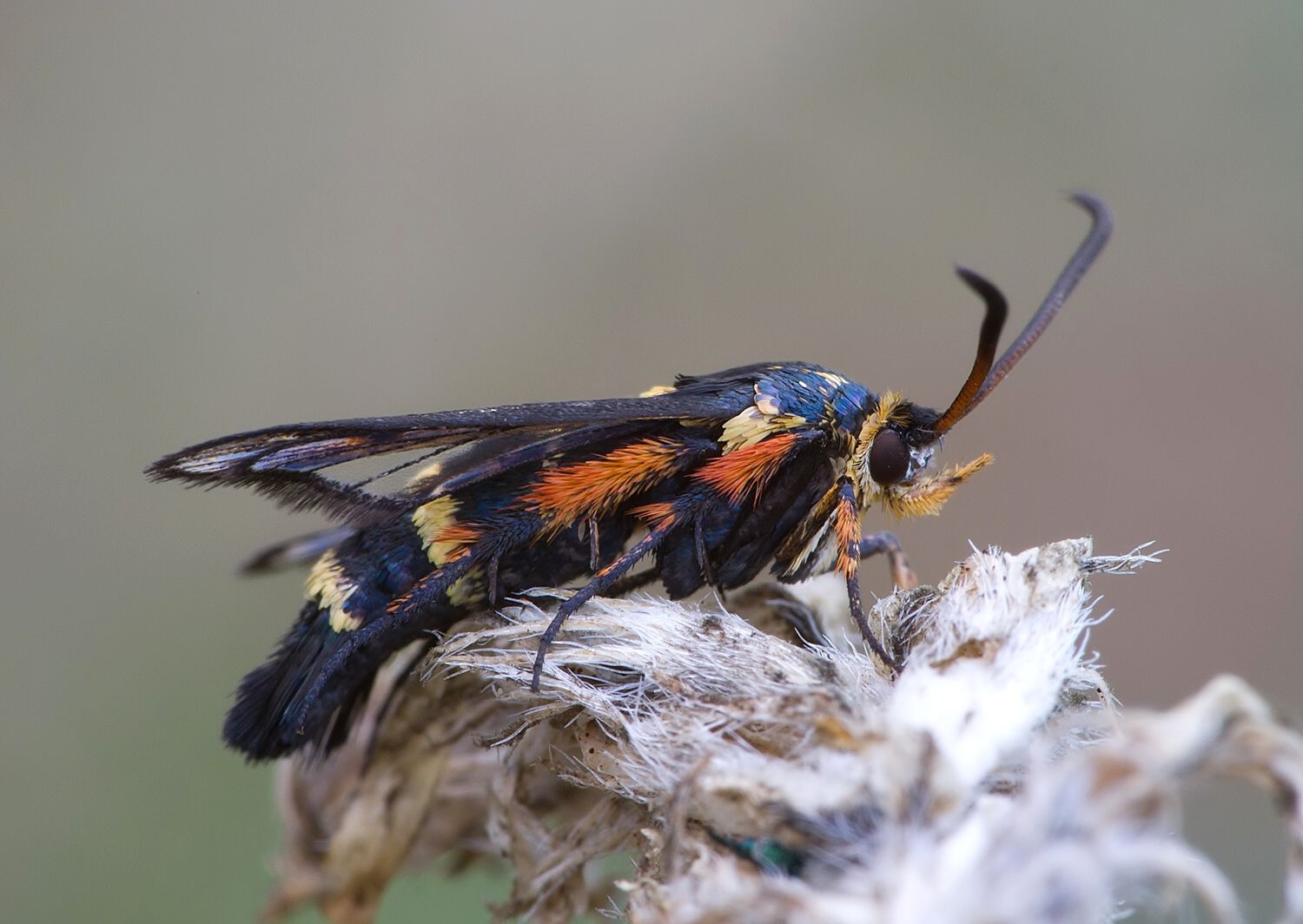Bembecia megillaeformis