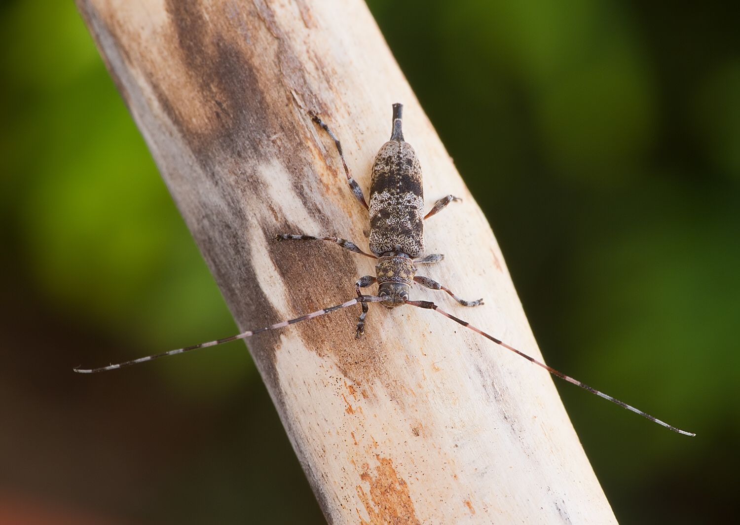 Acanthocinus griseus