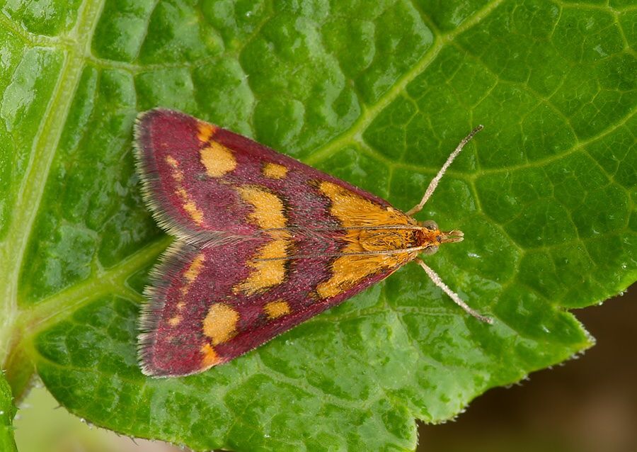 Pyrausta purpuralis
