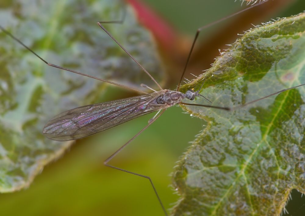 Dicranomyia tristis