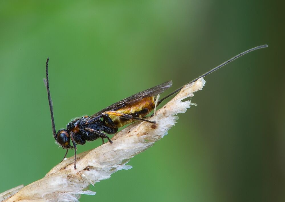 Bracon sp.