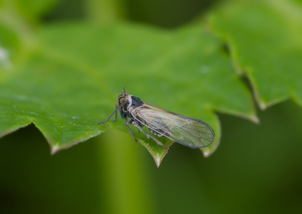 Javesella pellucida
