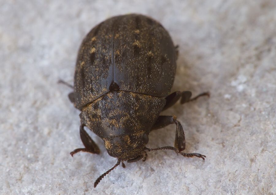 Byrrhus pilula