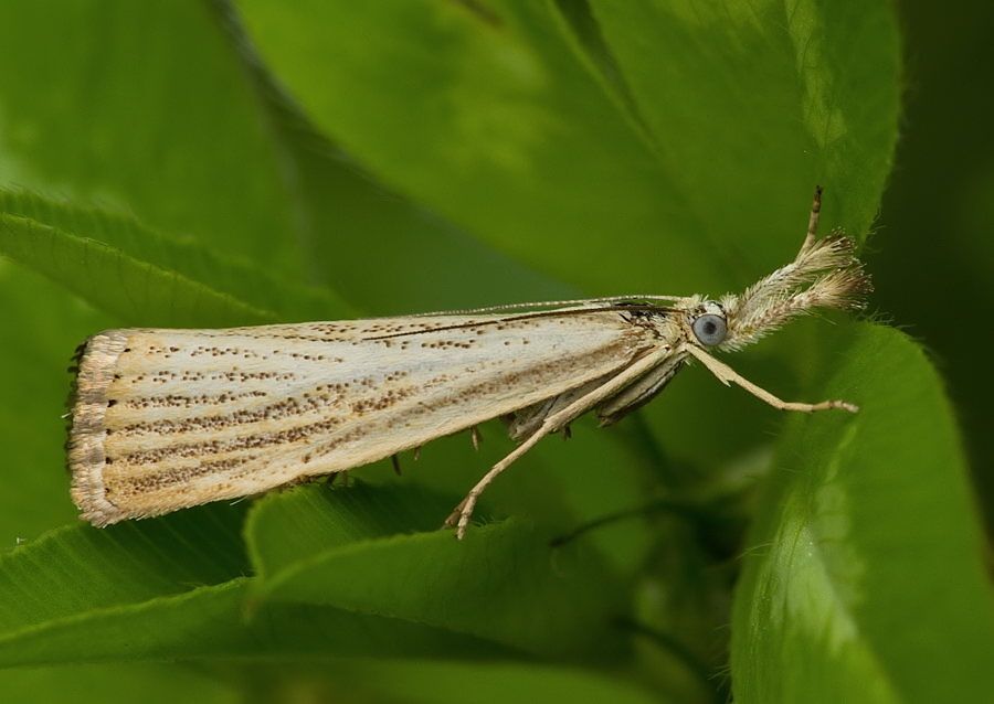 Agriphila straminella
