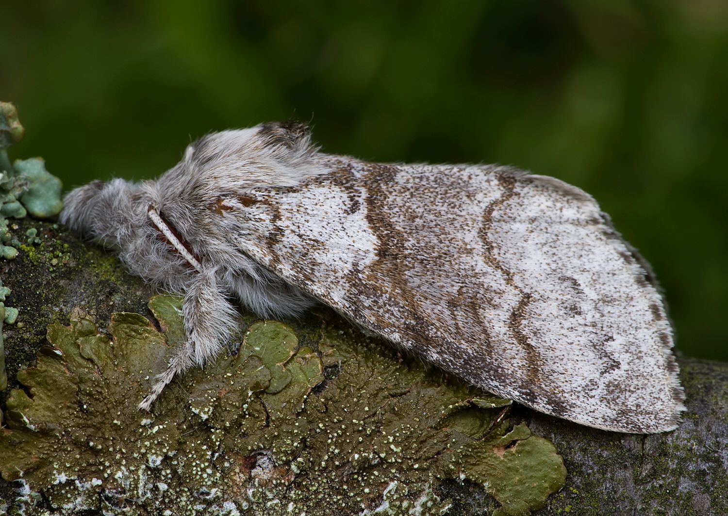 Calliteara pudibunda