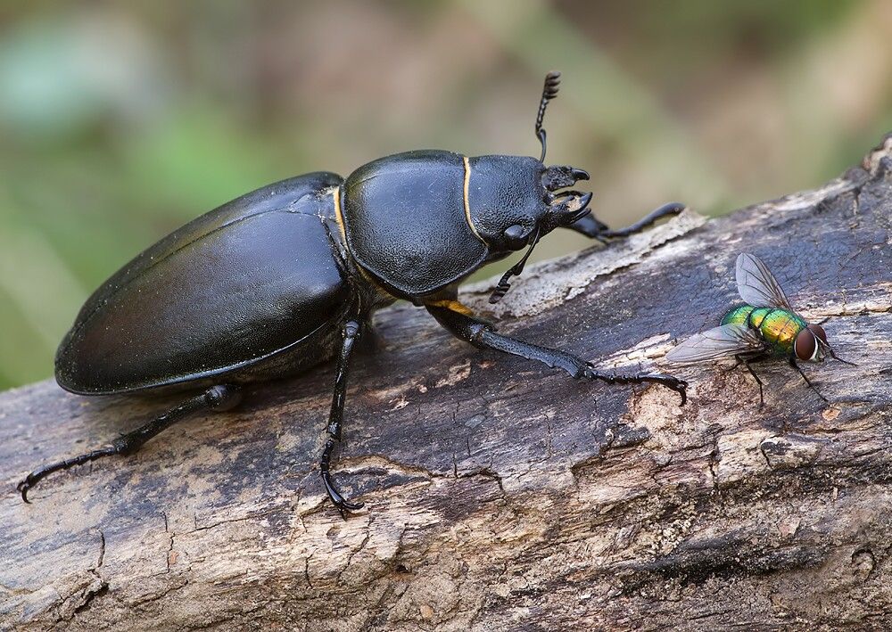 Lucanus cervus