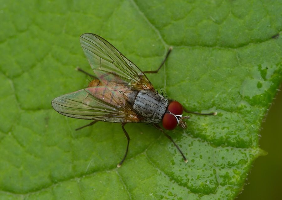 Phaonia subventa cf.
