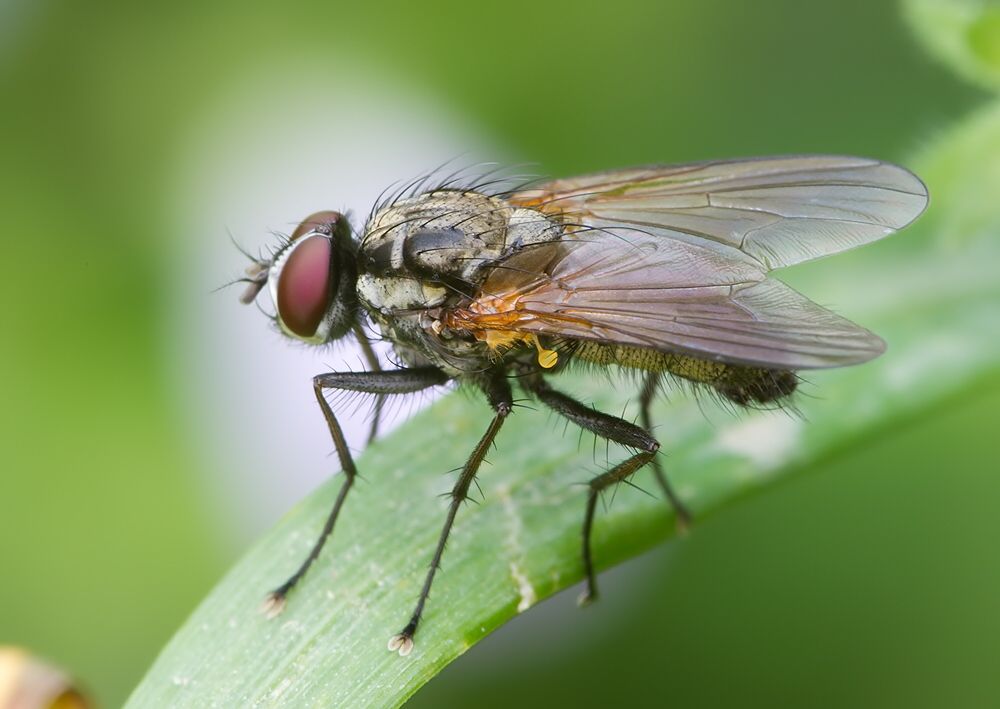 Emmesomyia grisea