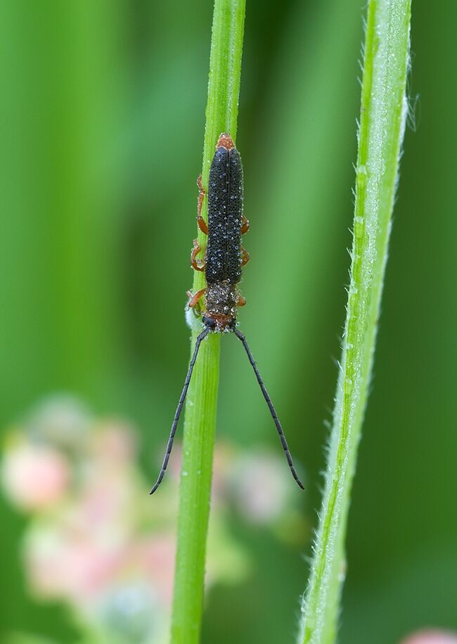 Oberea erythrocephala