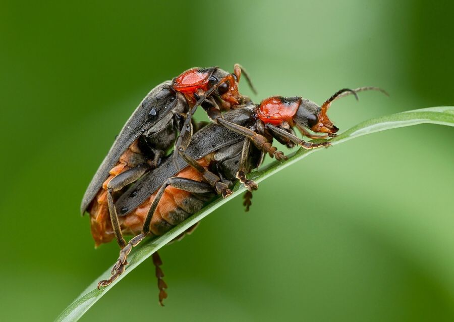 Cantharis rustica