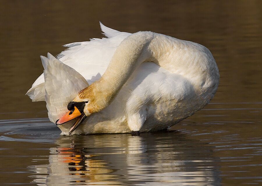 Cygnus olor (labuť veľká)