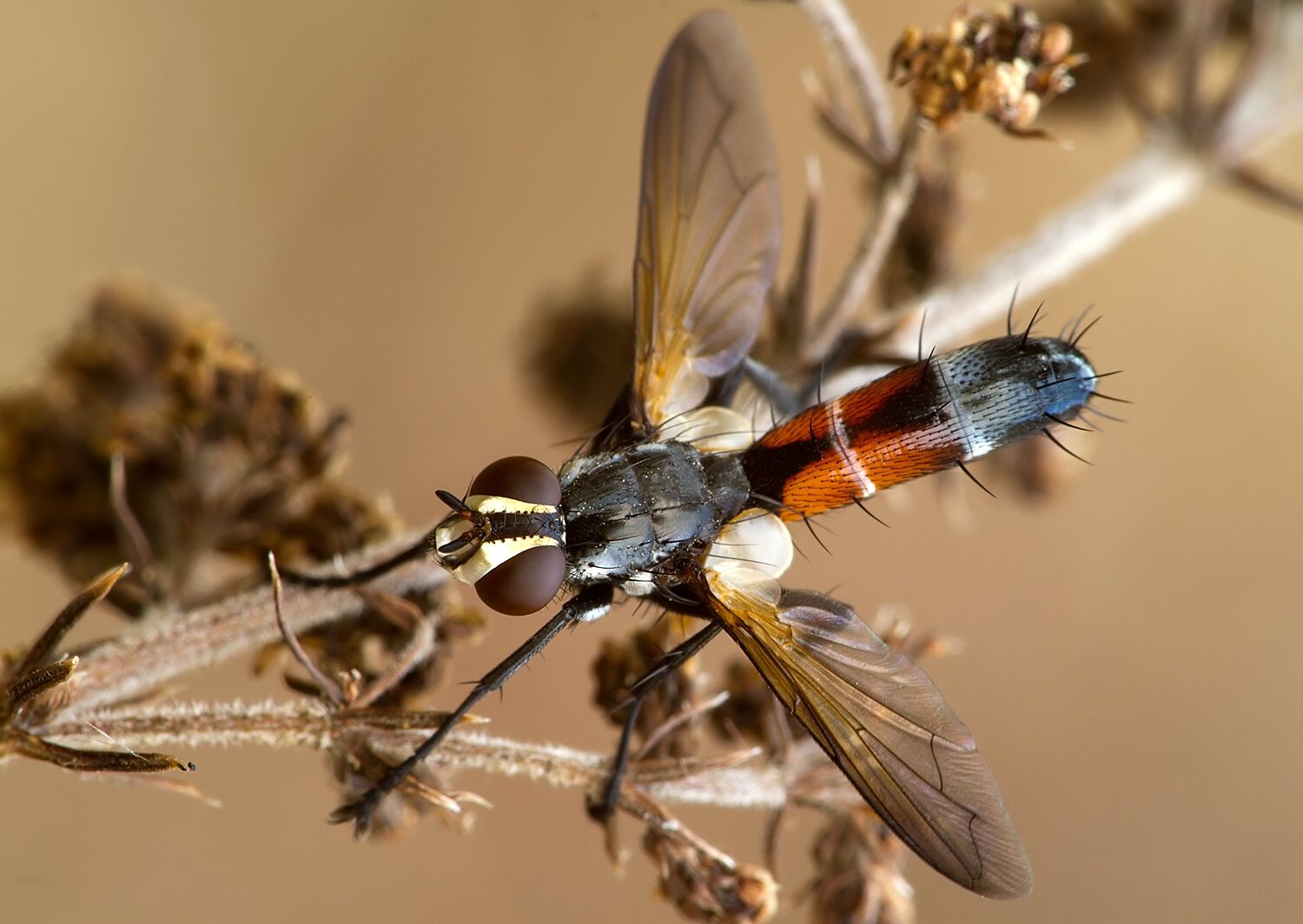 Cylindromyia auriceps