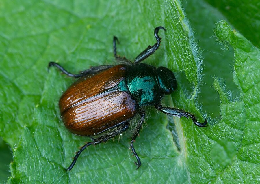 Phyllopertha horticola
