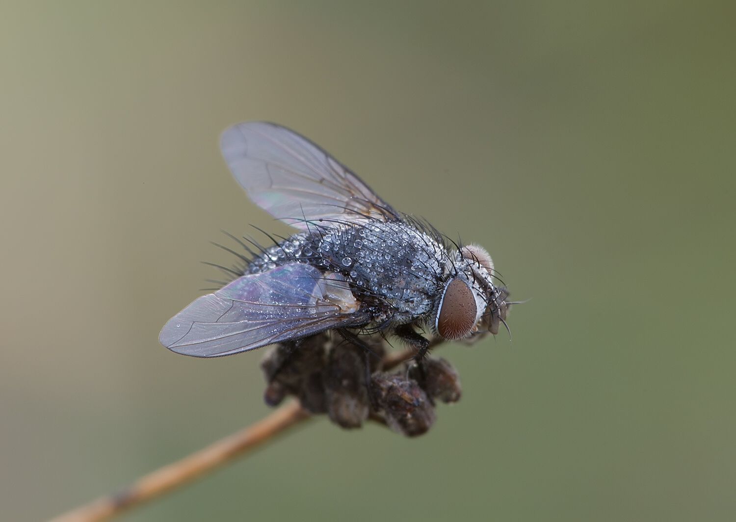 Nemorilla floralis