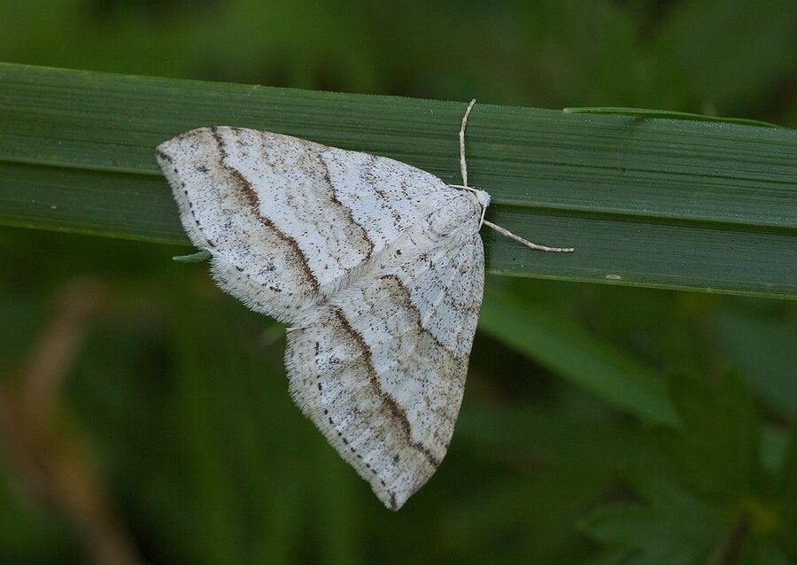 Mesotype parallelolineata