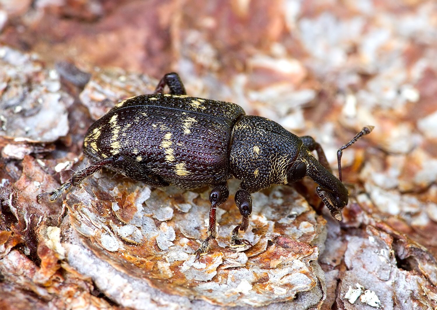 Hylobius abietis