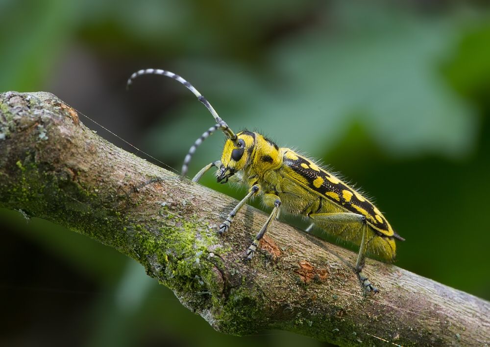 Saperda scalaris